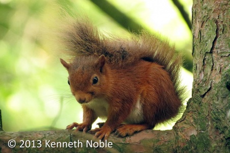red squirrel (Sciurus vulgaris) Kenneth Noble